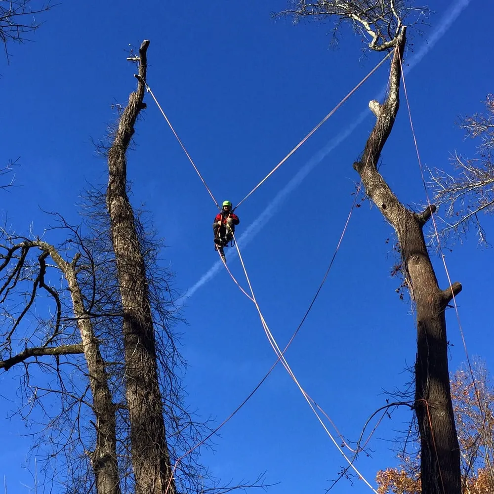 Custom landscape design in Charlotte, NC - Releaf Tree Works