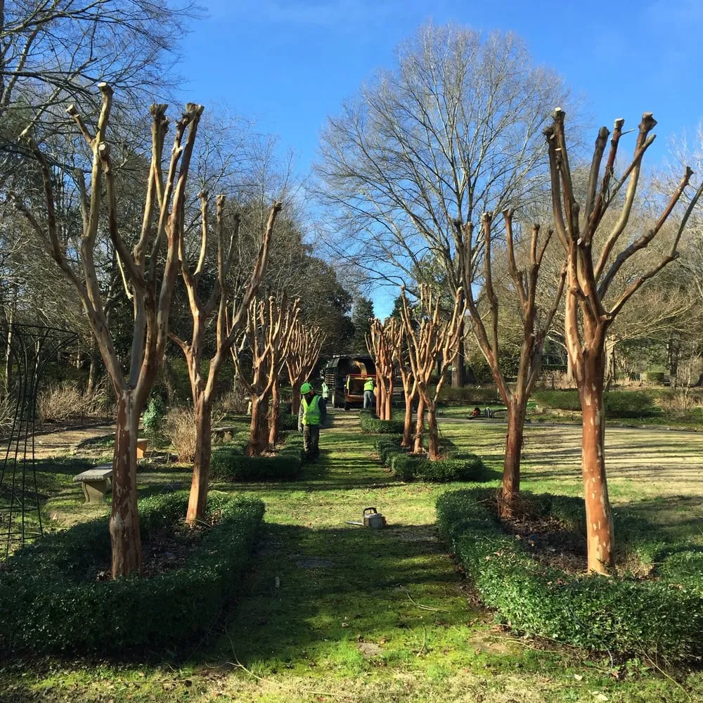 Trusted landscaping services in Charlotte, NC - Releaf Tree Works