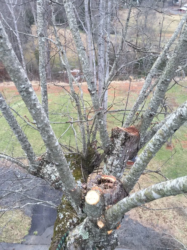 Professional residential landscaping experts serving Charlotte, NC - Releaf Tree Works