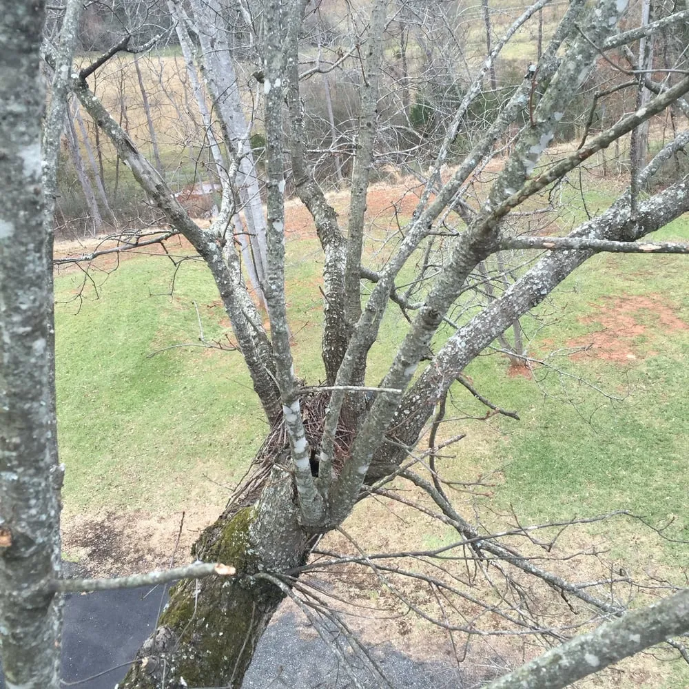 Local outdoor landscaping for year-round maintenance across Charlotte, NC - Releaf Tree Works