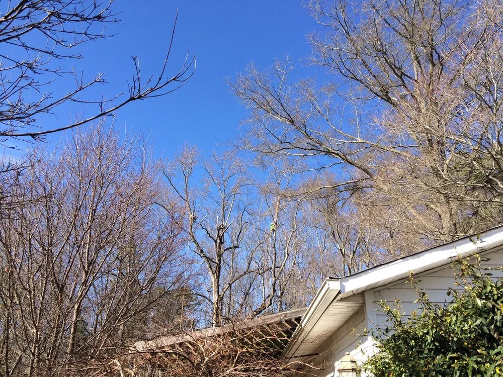 Trusted lawn mowing service in Charlotte, NC by Releaf Tree Works