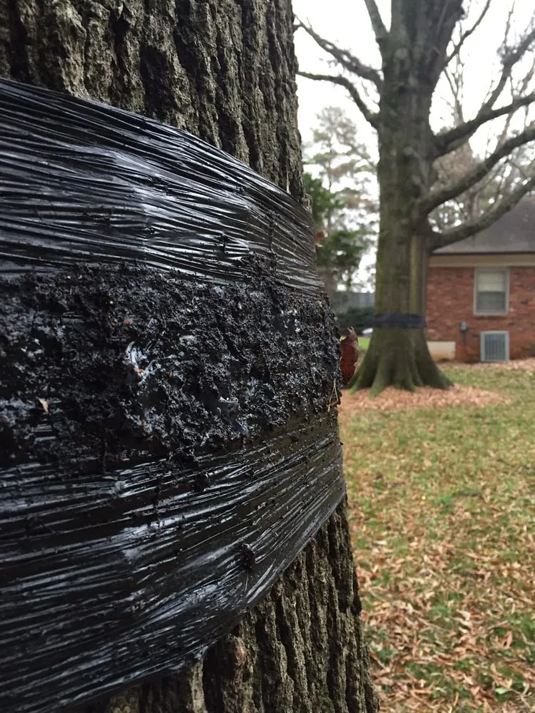 Expert landscaping services in Charlotte, NC by Releaf Tree Works