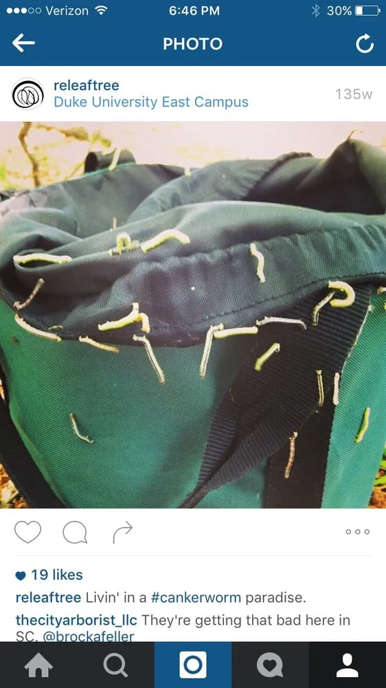 Professional lawn care service for residential properties across Charlotte, NC - Releaf Tree Works