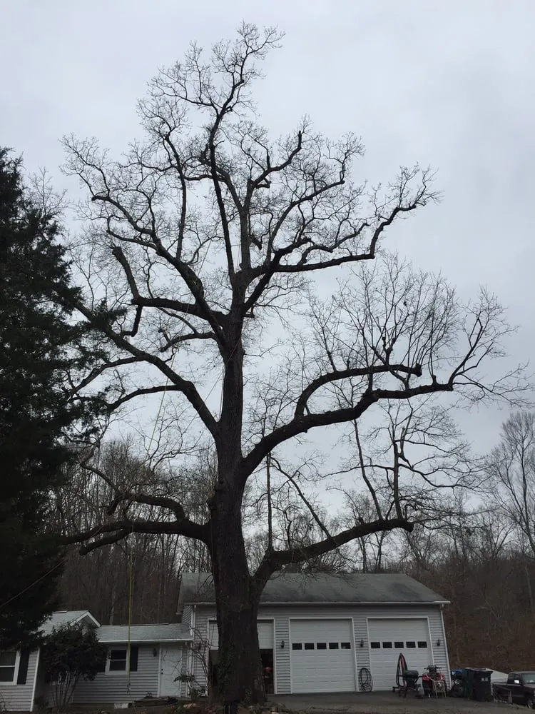 Custom lawn care service experts serving Charlotte, NC - Releaf Tree Works