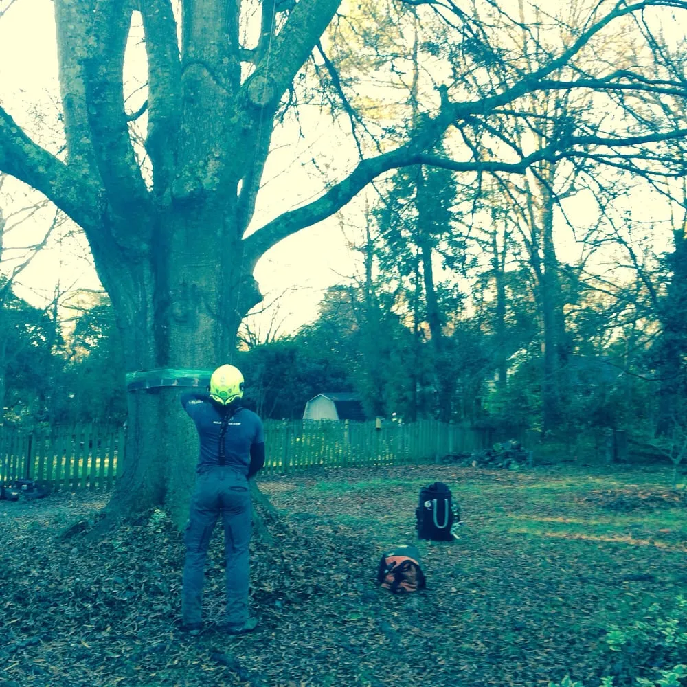 Local residential landscaping in Charlotte, NC by Releaf Tree Works