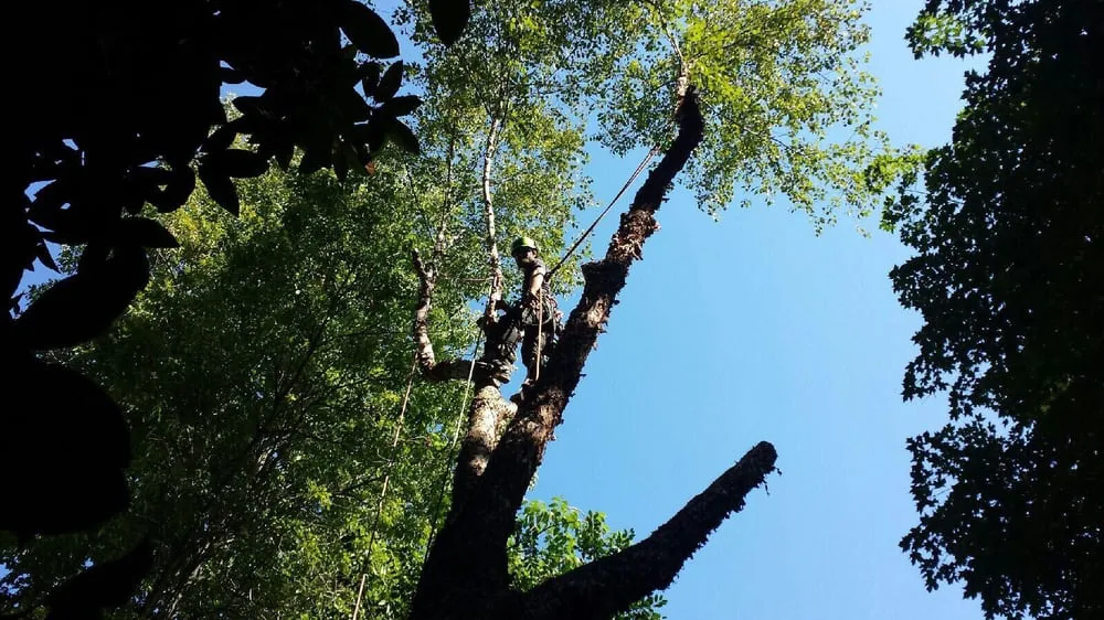 Top-rated yard maintenance in Charlotte, NC by Releaf Tree Works