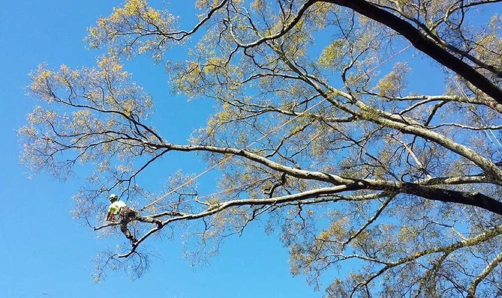 Expert outdoor landscaping near you in Charlotte, NC by Releaf Tree Works