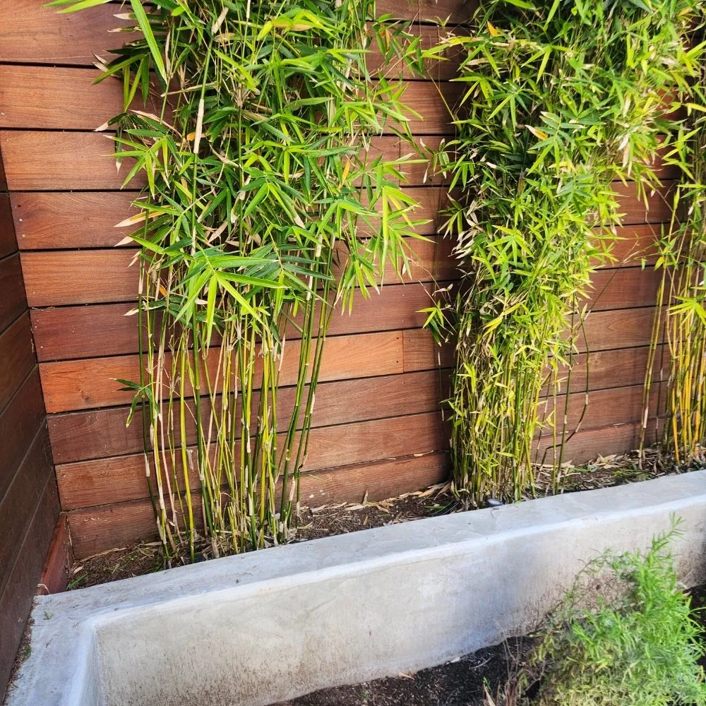 Professional yard maintenance for beautiful yards in San Francisco, CA by Reliable Landscape