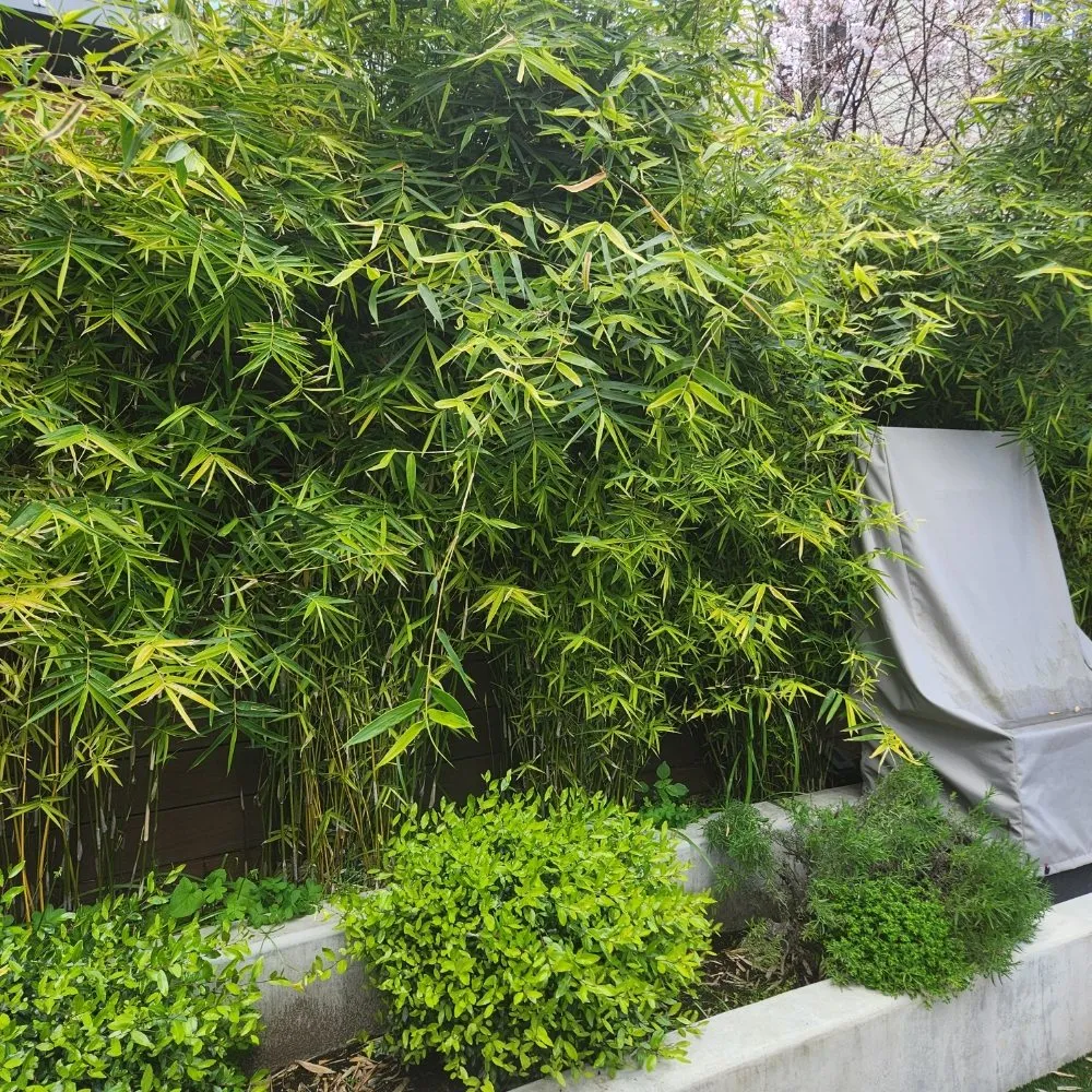 Custom outdoor landscaping in San Francisco, CA by Reliable Landscape