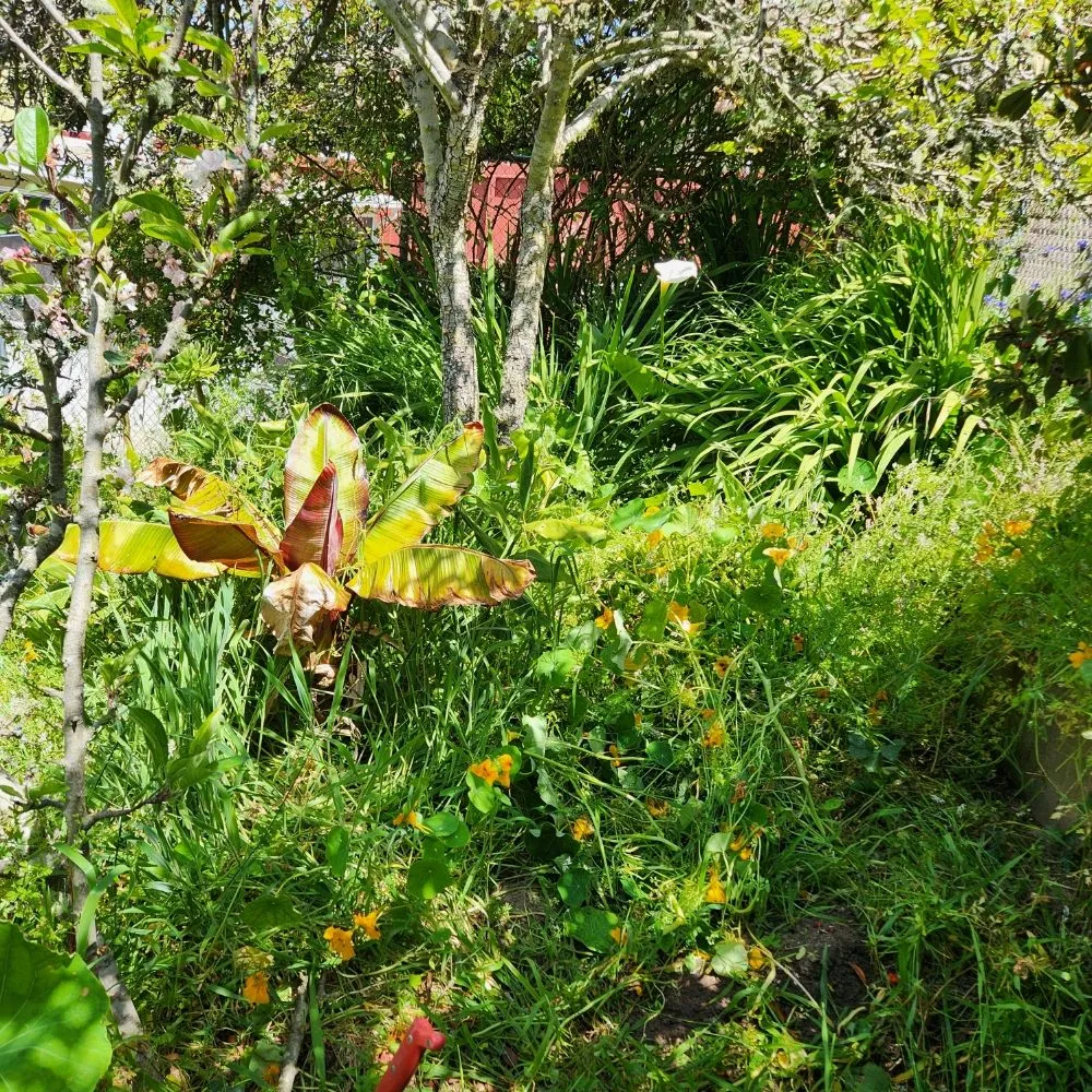 Expert outdoor landscaping for year-round maintenance in San Francisco, CA by Reliable Landscape