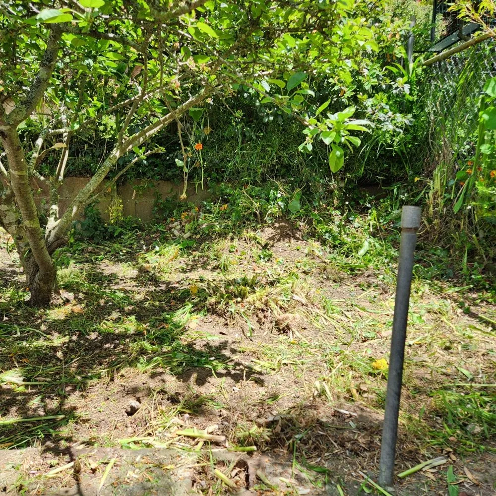 Expert lawn care service experts serving San Francisco, CA - Reliable Landscape