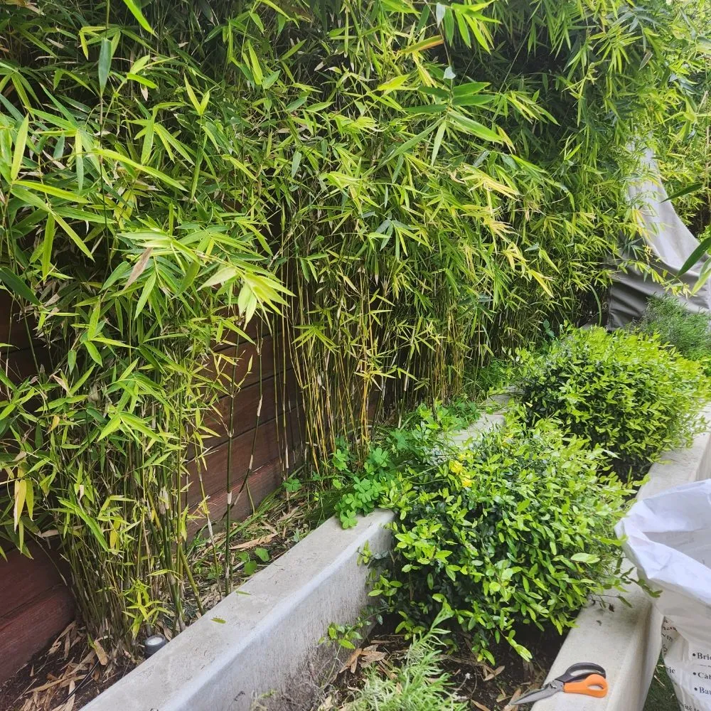 Top-rated outdoor landscaping experts serving San Francisco, CA - Reliable Landscape