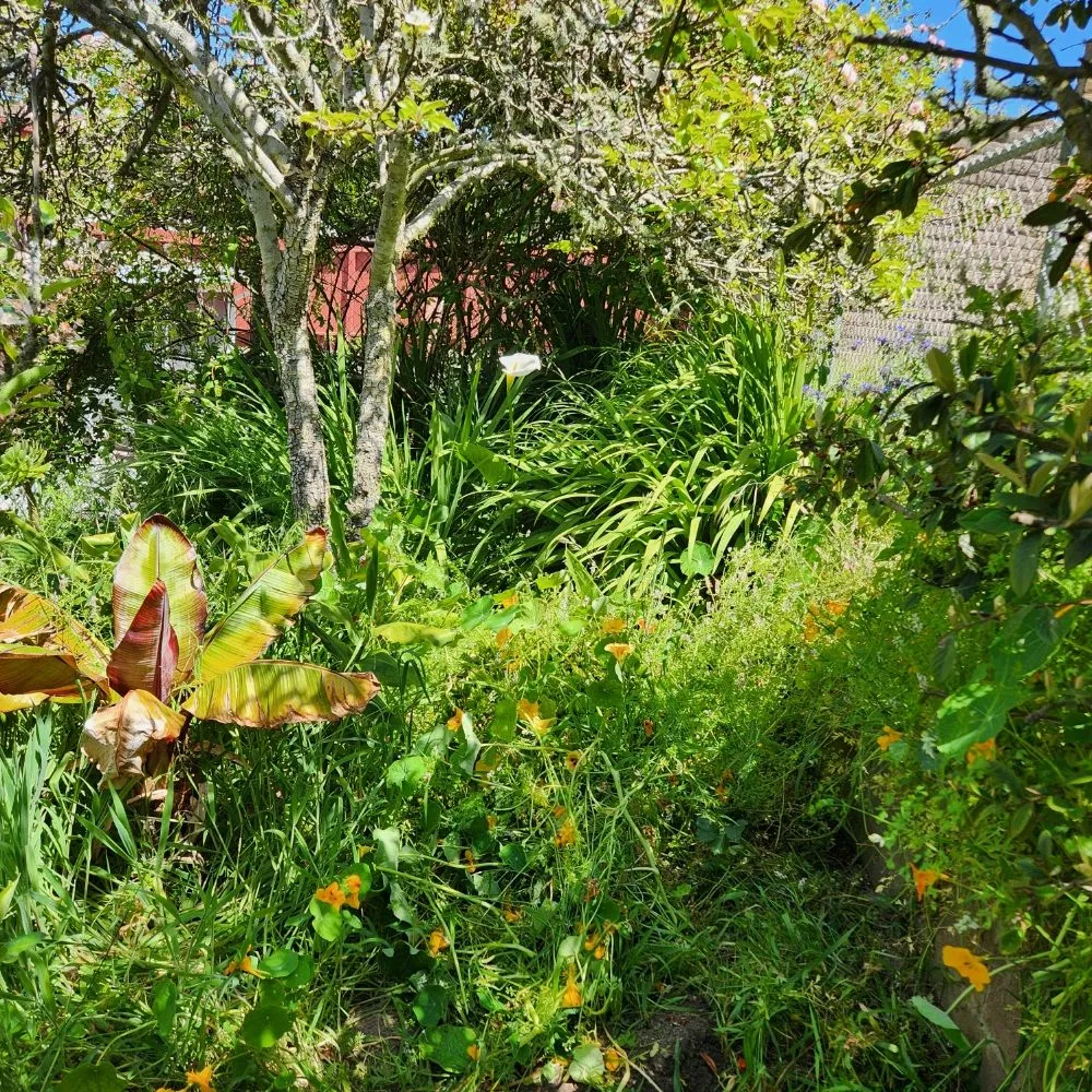 Local landscape design for homes across San Francisco, CA - Reliable Landscape