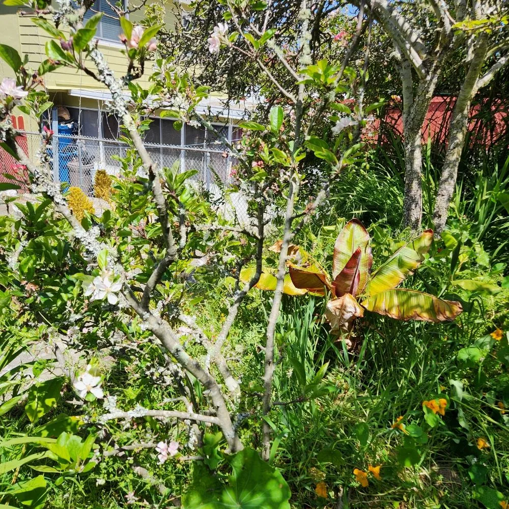 Reliable residential landscaping in San Francisco, CA by Reliable Landscape