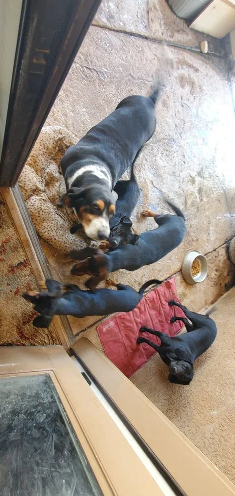 Affordable yard maintenance for beautiful yards across Tucson, AZ - Reliable Landscape Services