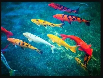 Affordable landscaping services experts serving Haines City, FL - Reliable Ponds