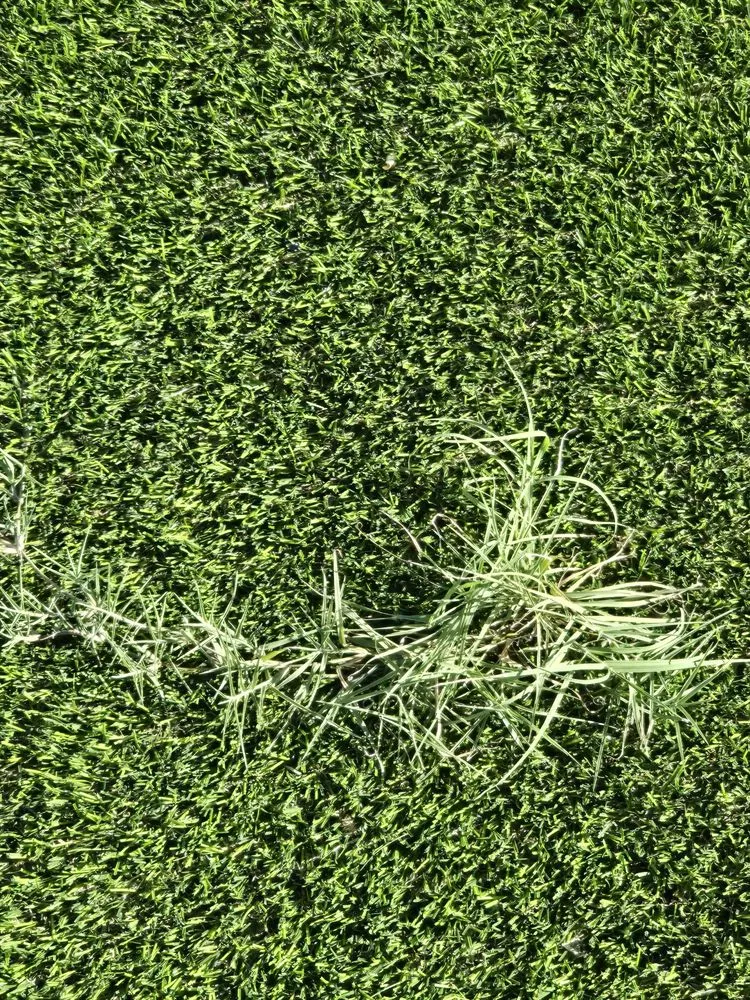 Trusted landscape installation in Panama City, FL - Reliable Services