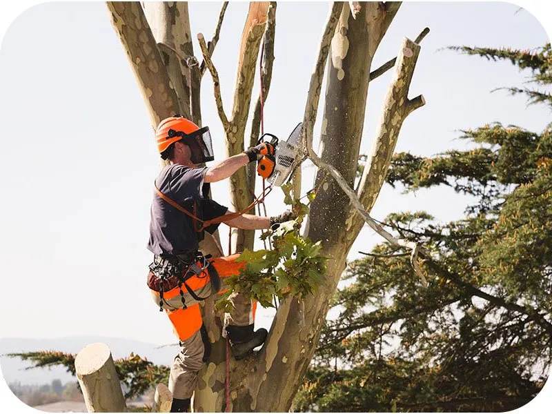 Expert landscaping services experts serving Tallahassee, FL - Reliable Tree and Landscape Solutions