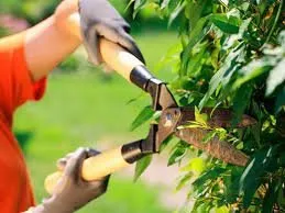 Custom landscaping services in Tallahassee, FL by Reliable Tree and Landscape Solutions