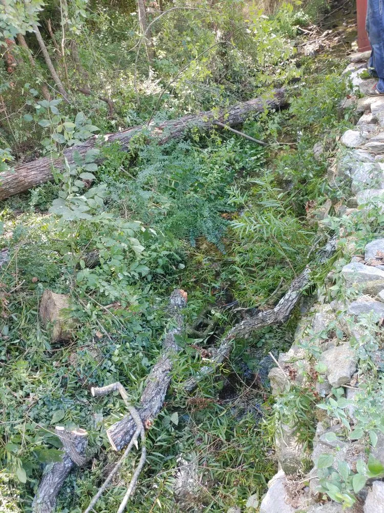 Affordable yard maintenance in Nashville, TN by Reliable Tree and Yard Scape