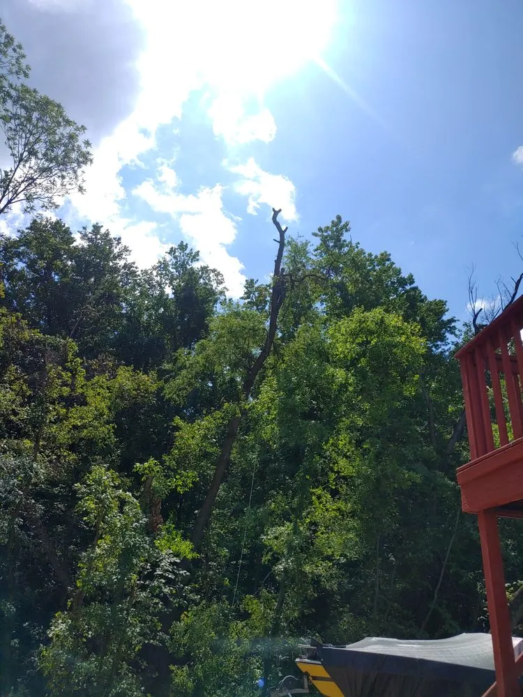 Custom lawn care service experts serving Nashville, TN - Reliable Tree and Yard Scape