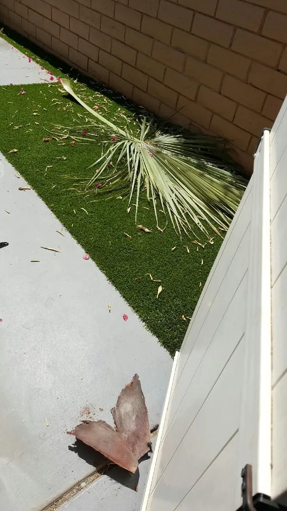 Affordable landscape design in Coachella, CA - Reliable Tree Care