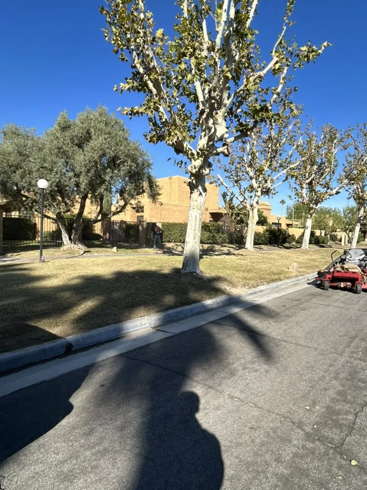 Affordable landscape design experts serving Coachella, CA - Reliable Tree Care