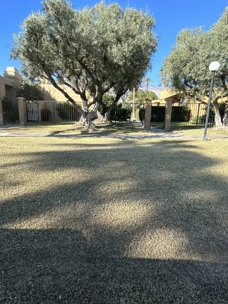 Affordable lawn care service in Coachella, CA - Reliable Tree Care