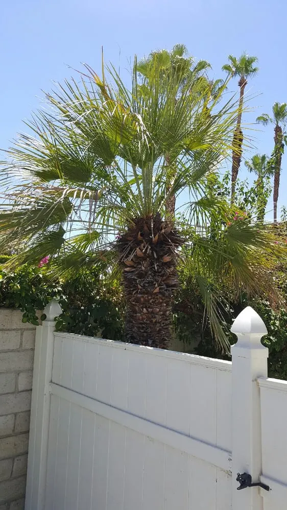 Reliable landscaping services in Coachella, CA - Reliable Tree Care