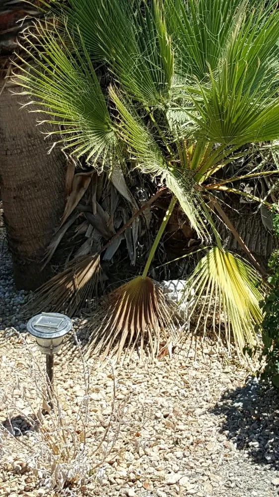 Reliable landscaping services in Coachella, CA by Reliable Tree Care