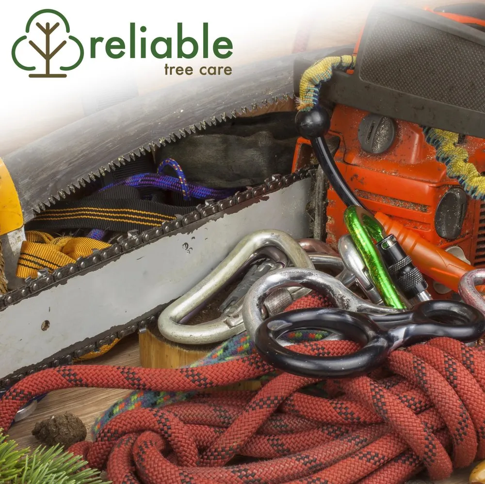 Top-rated yard cleanup service experts serving Saint Louis, MO - Reliable Tree Care