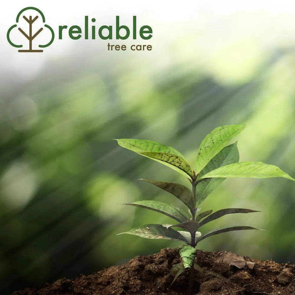 Top-rated lawn care service experts serving Saint Louis, MO - Reliable Tree Care