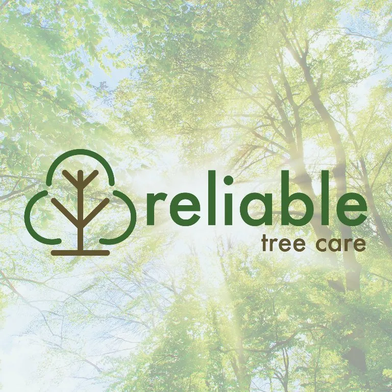 Custom lawn care service in Saint Louis, MO by Reliable Tree Care