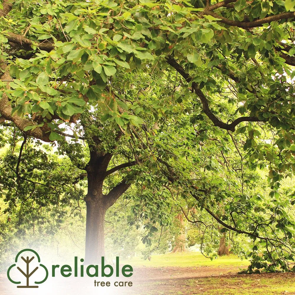 Local garden landscaping experts serving Saint Louis, MO - Reliable Tree Care