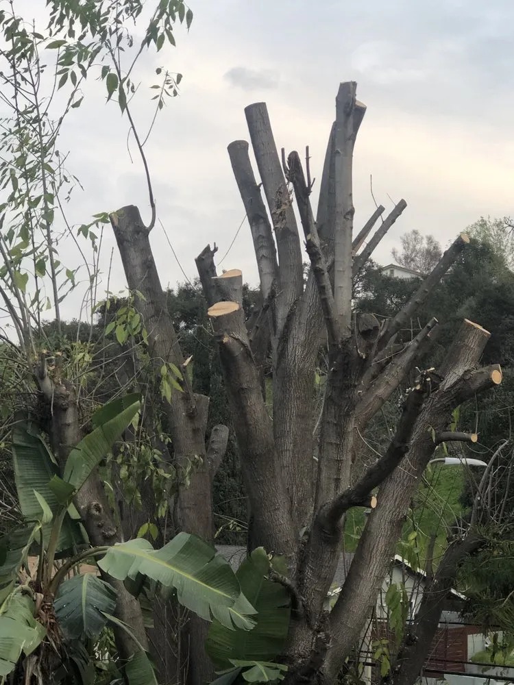 Affordable residential landscaping in Los Angeles, CA - Rely On Rudy