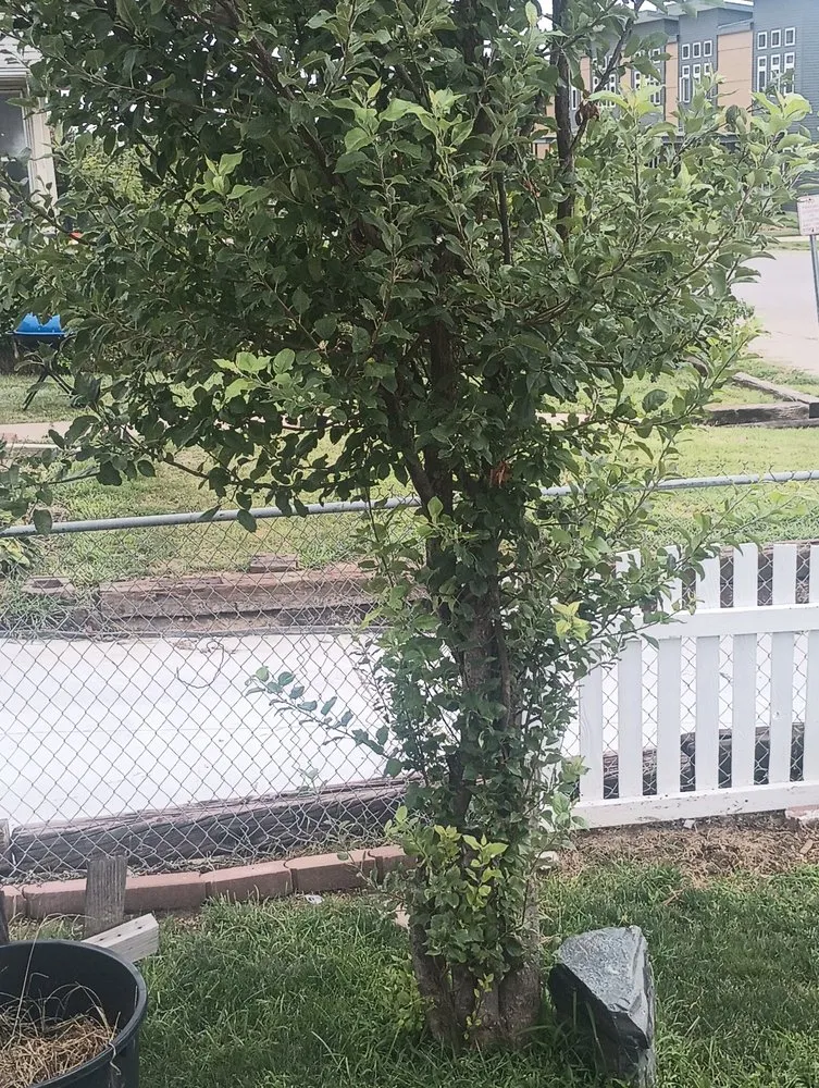 Trusted landscape installation in Omaha, NE by Remedios Landscaping and More