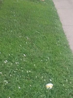 Remedios Landscaping and More Logo