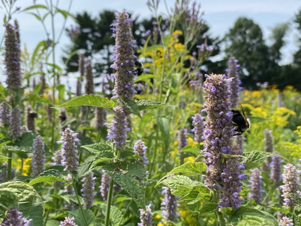 Custom landscape design in Philadelphia, PA - Remick Native Landscapes