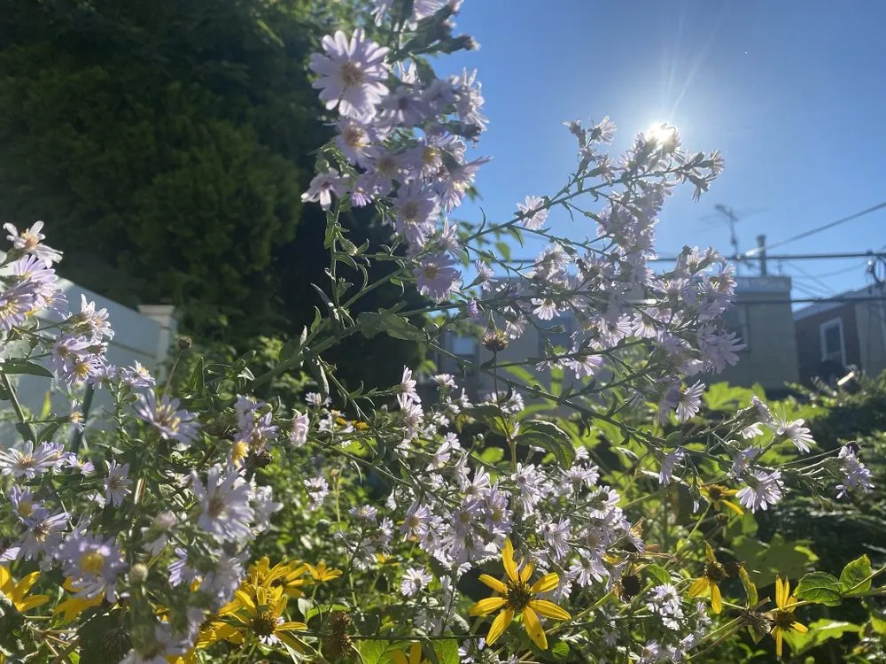 Top-rated residential landscaping in Philadelphia, PA by Remick Native Landscapes