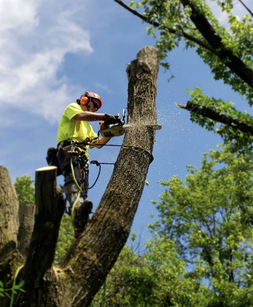 Top-rated yard maintenance in Hughesville, MD - Renaissance Man