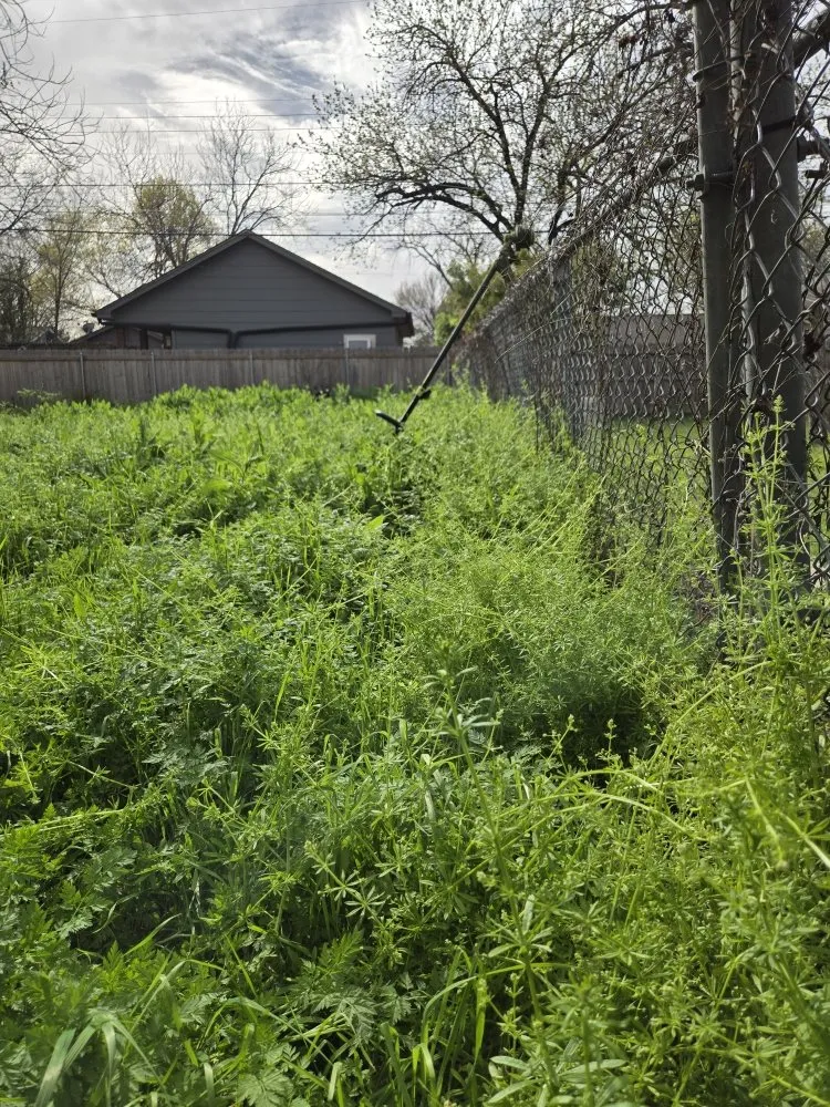 Trusted lawn mowing service in Austin, TX - Rendon & Rendon Lawncare