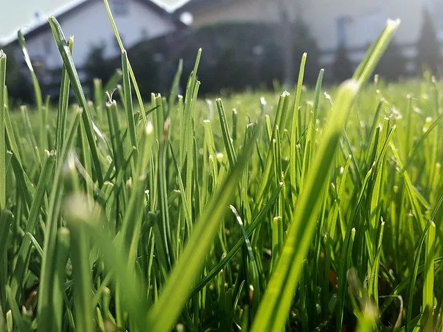 Reliable lawn mowing service in Austin, TX - Rendon & Rendon Lawncare
