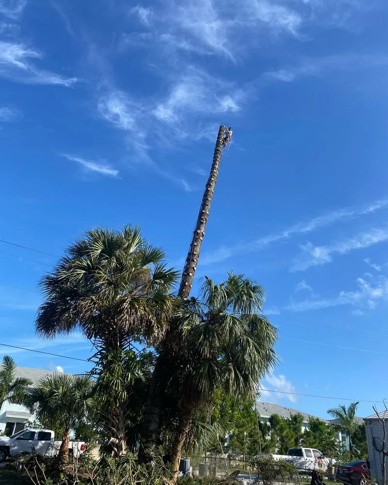 Professional landscape design in Stuart, FL - Rene Francisco Lawn & Tree Services