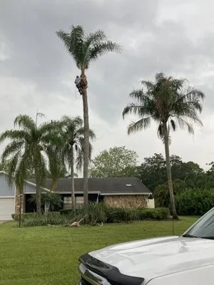 Rene Francisco Lawn & Tree Services