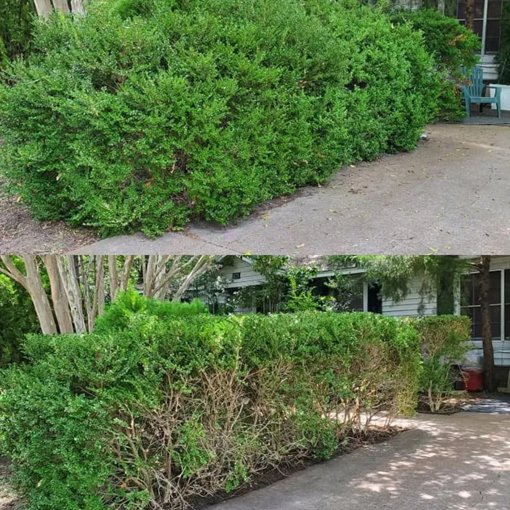 Trusted yard cleanup service experts serving Corsicana, TX - Rene Ramos