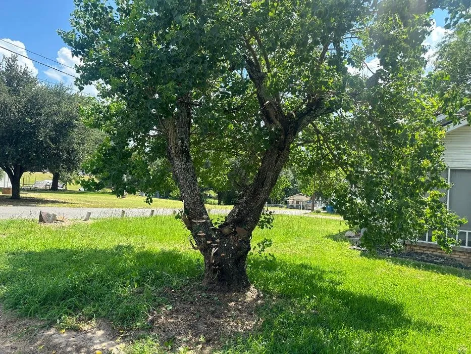 Custom landscape installation with custom design in Henderson, TX by Renegade Lawn & Landscaping