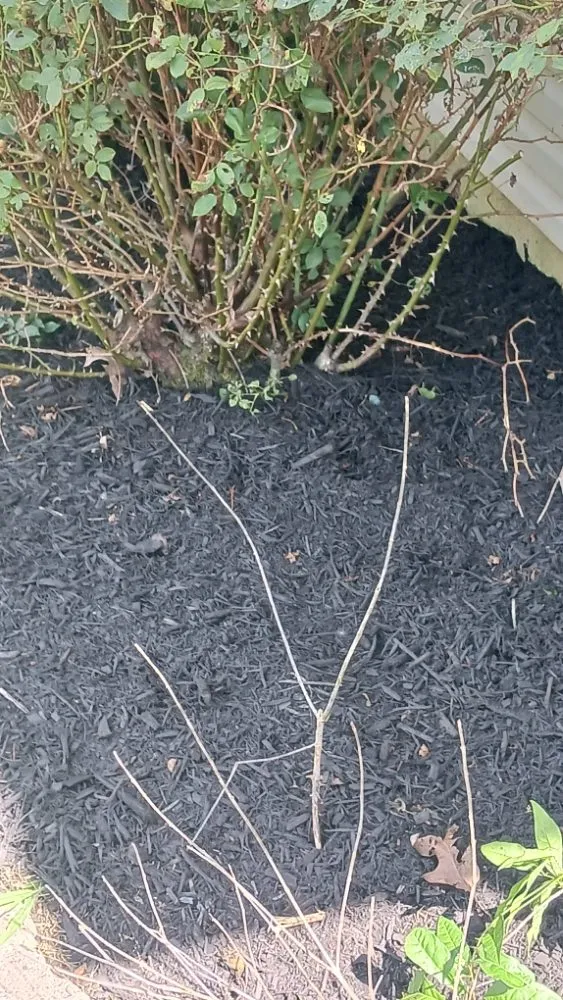 Reliable lawn mowing service in Savannah, TN - rene's & mike's landscaping