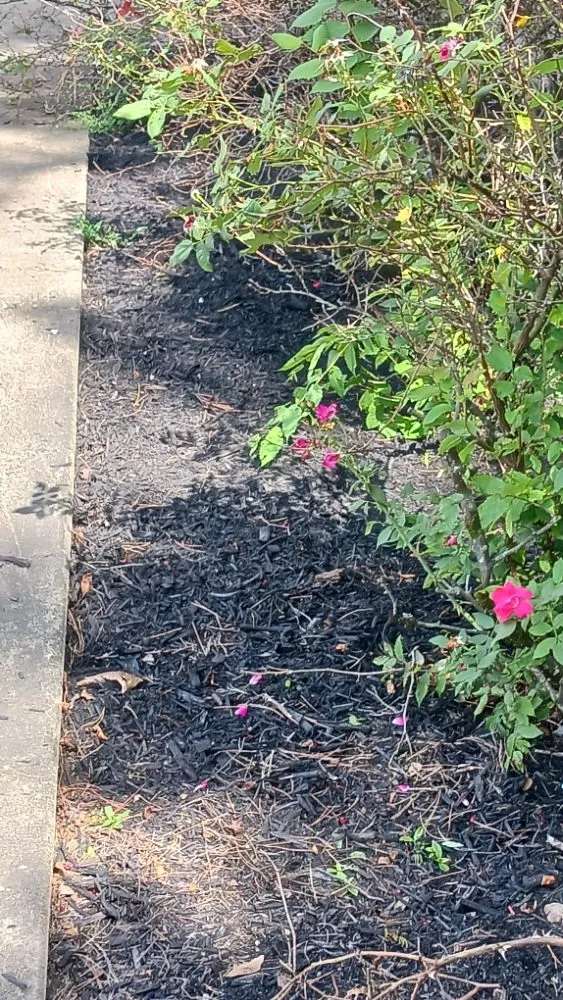 Professional residential landscaping for year-round maintenance in Savannah, TN by rene's & mike's landscaping