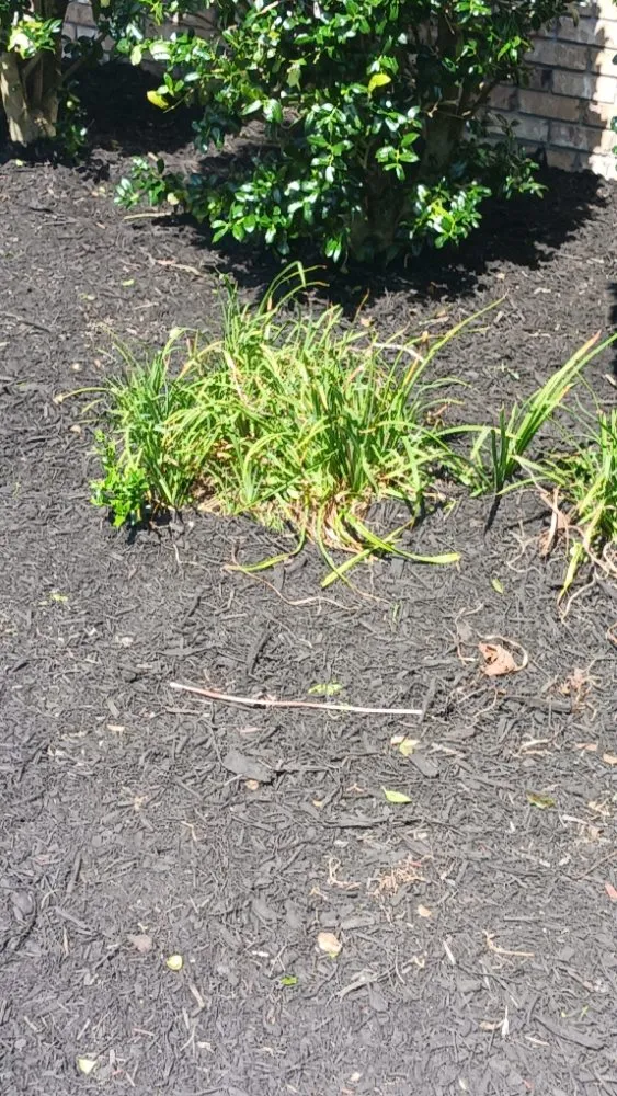 Trusted lawn mowing service in Savannah, TN - rene's & mike's landscaping