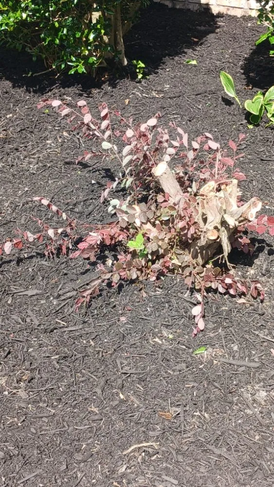 Trusted yard cleanup service in Savannah, TN by rene's & mike's landscaping